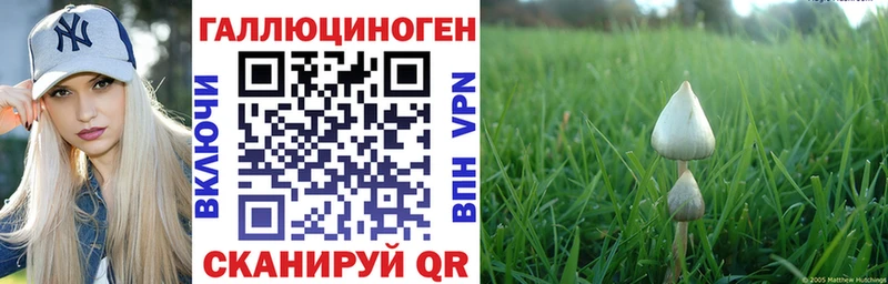 Купить где  Бирюч  Галлюциногенные грибы Psilocybine cubensis 